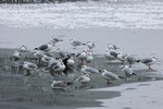 Grömitz im Winter